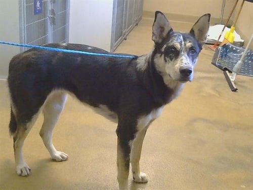 *KATIA - Siberian Husky / Australian Cattle Dog/Blue Heeler available for adoption