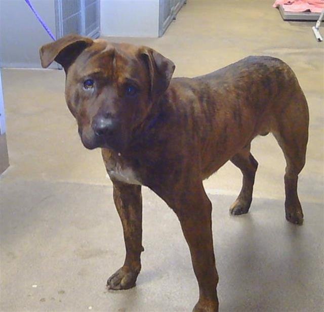 BOY LITTLE - Pit Bull Terrier available for adoption