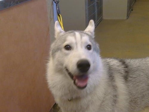 A925358 - Siberian Husky available for adoption