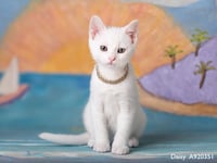 DAISY - Photo 1