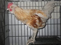 *ROO PAUL - Photo 1