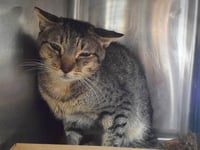 *STEELE (BARN CAT) - Photo 1