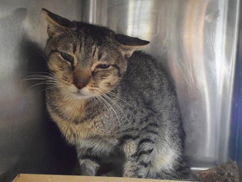 *STEELE (BARN CAT) - Domestic Short Hair available for adoption