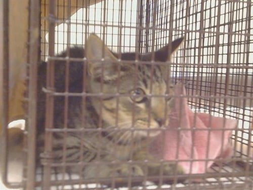 A924409 - Domestic Short Hair available for adoption