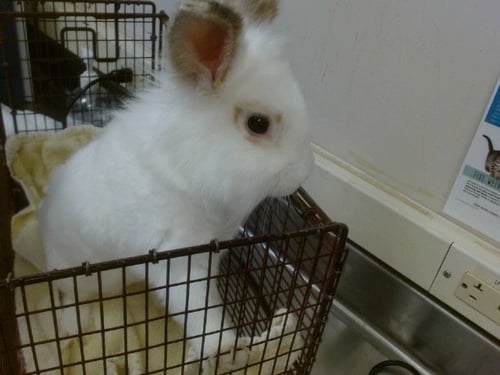 A919332 - Shorthaired Rabbit available for adoption