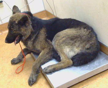 *AUDREY - Chow Chow / German Shepherd Dog available for adoption
