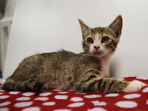 *ADAM - Domestic Short Hair available for adoption