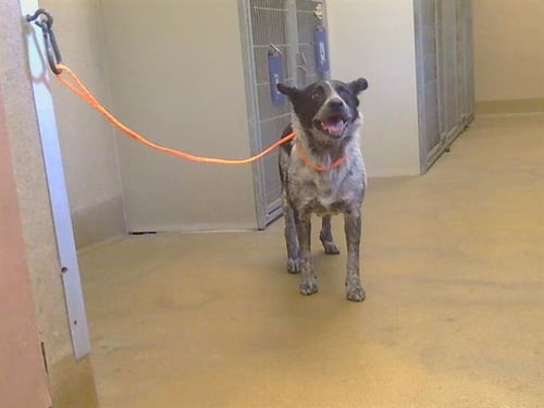 *ANGEL CAKES - Australian Cattle Dog/Blue Heeler available for adoption