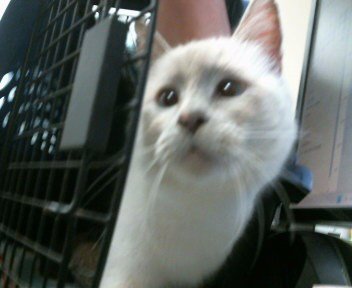 KRISSY - Domestic Medium Hair available for adoption
