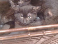 *ALFALFA - Photo 1