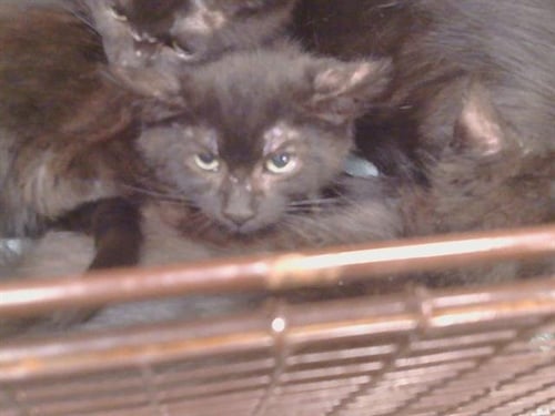 *ALFALFA - Domestic Short Hair available for adoption