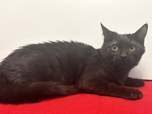 *ALFALFA - Domestic Short Hair available for adoption