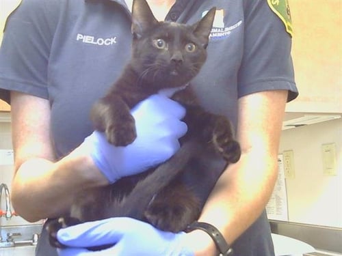 A929769 - Domestic Short Hair available for adoption