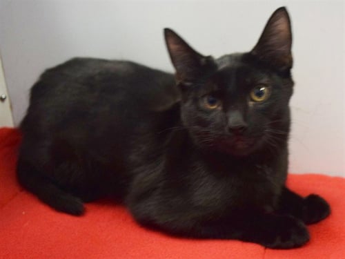 *FACADE - Domestic Short Hair available for adoption