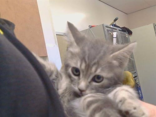 *ARGENTINA - Domestic Short Hair available for adoption