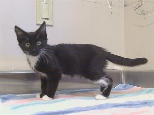 *ANITA - Domestic Short Hair available for adoption