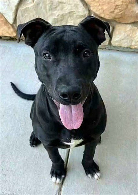 *RIDDLER - Pit Bull Terrier available for adoption