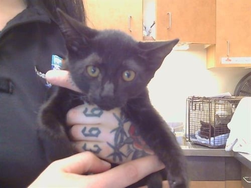 *ANISIA - Domestic Short Hair available for adoption