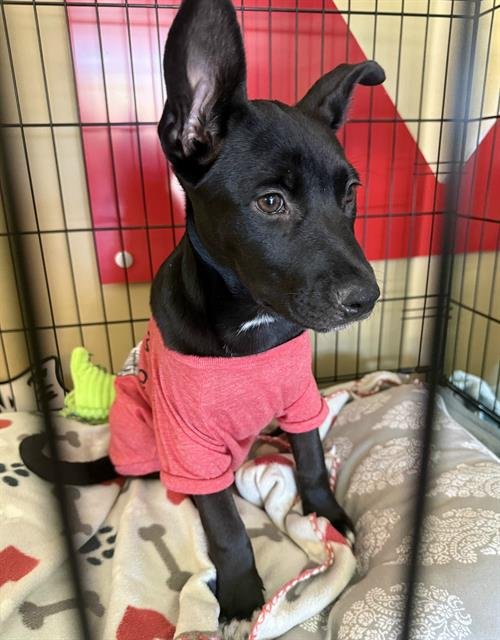 *JULY - Pit Bull Terrier available for adoption