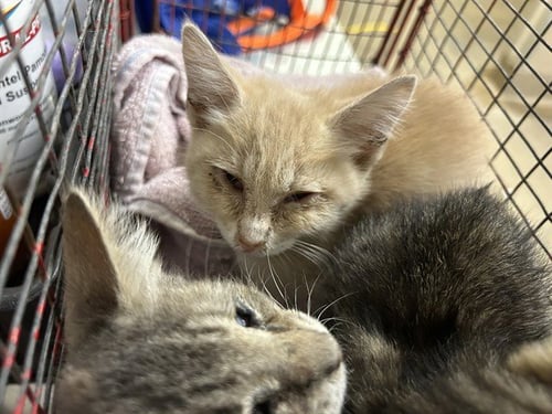 *ALIVIN - Domestic Short Hair available for adoption