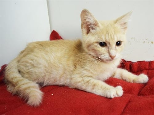 *ALIVIN - Domestic Short Hair available for adoption