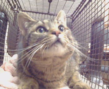 *CADEN - Domestic Short Hair available for adoption