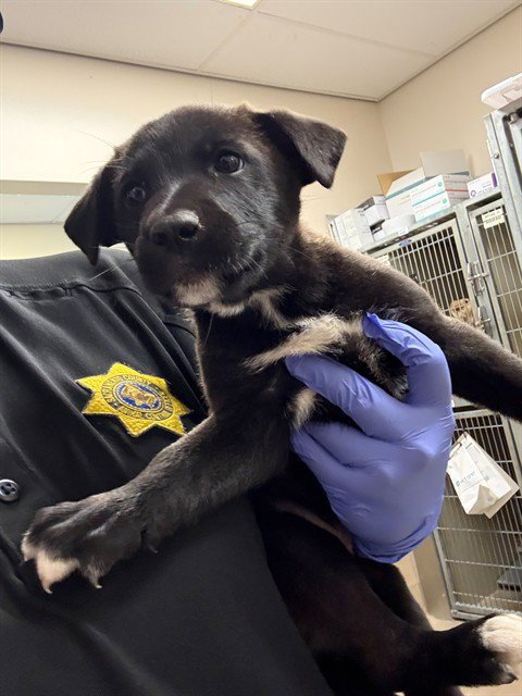A928831 - German Shepherd Dog / Pit Bull Terrier available for adoption