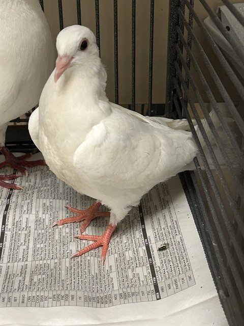 A920595 - Pigeon available for adoption