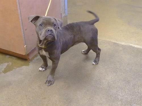 *APPLE FRITTER - Bulldog available for adoption