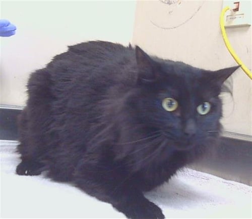 LULU - Domestic Medium Hair available for adoption