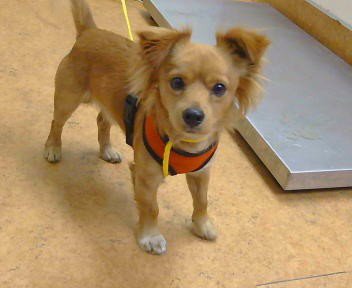 A927512 - Chihuahua available for adoption