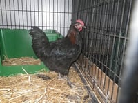 *CHICK JAGGER - Photo 1