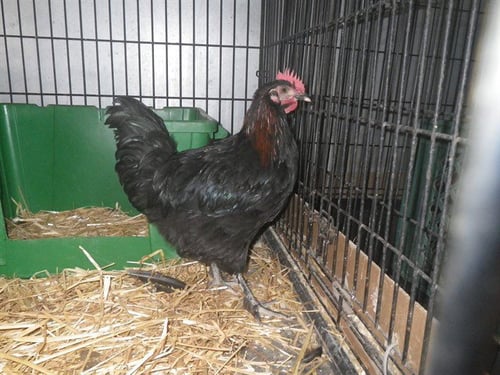 *CHICK JAGGER - Chicken available for adoption