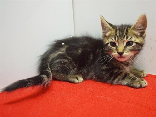 *BARCLAY - Domestic Short Hair available for adoption
