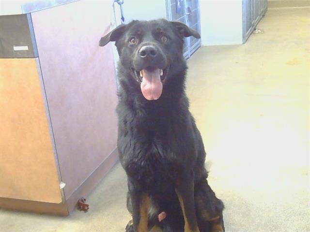 A911274 - German Shepherd Dog / Rottweiler available for adoption