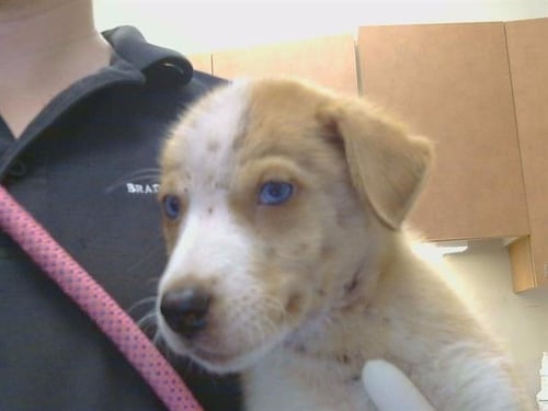 A925422 - Border Collie available for adoption