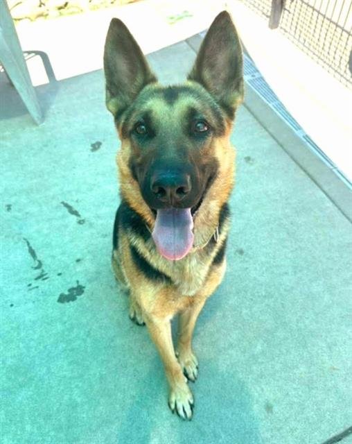 *MIKE - German Shepherd Dog available for adoption