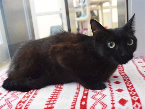 *CHICK - Domestic Short Hair available for adoption