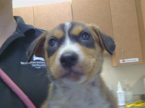 A925423 - Border Collie available for adoption