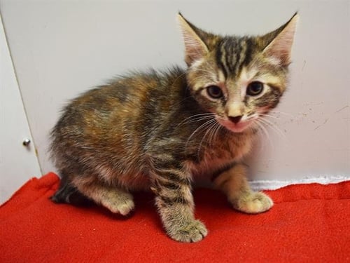 A929702 - Domestic Short Hair available for adoption