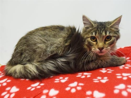 A929249 - Domestic Long Hair available for adoption