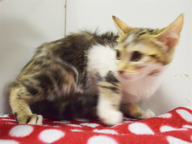 *ELEANOR Image