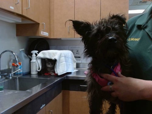 *BONNIE - Scottish Terrier Scottie / Border Terrier available for adoption