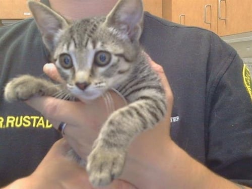 *FERN - Domestic Short Hair available for adoption