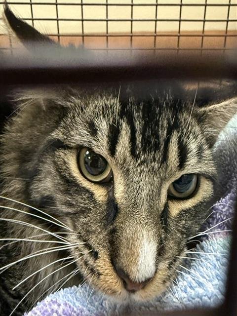 A930819 - Domestic Long Hair available for adoption