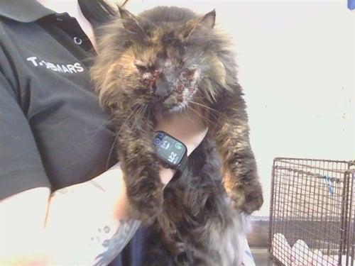 *HANNAH - Domestic Long Hair for adoption in Sacramento
