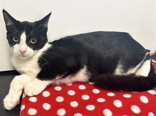 *KENNY - Domestic Short Hair available for adoption