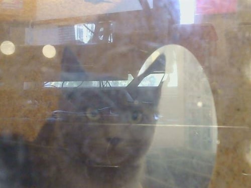 A926540 - Domestic Short Hair available for adoption
