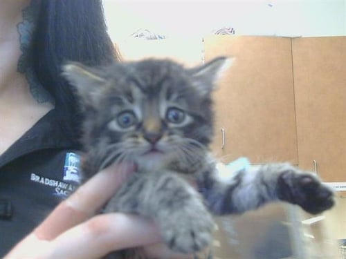 *PANSY - Domestic Medium Hair available for adoption