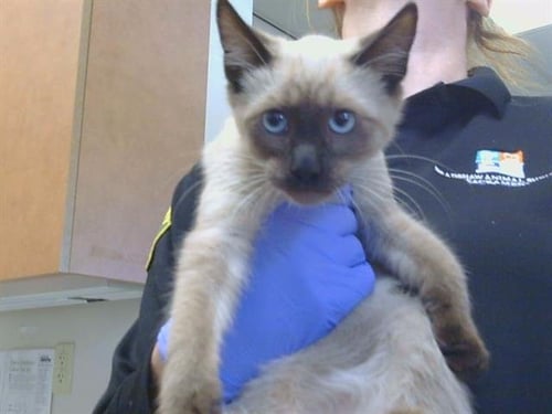 A927857 - Siamese available for adoption